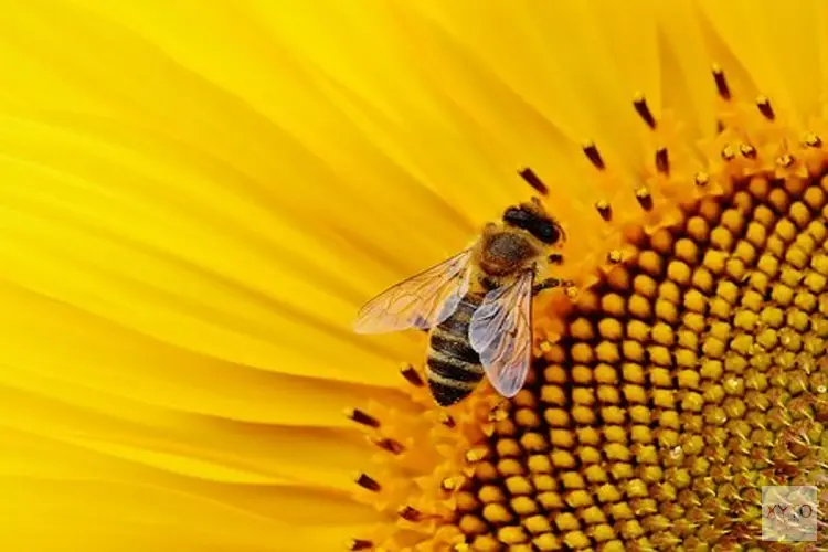Zorg voor beschutte plekken voor bijen in de tuin