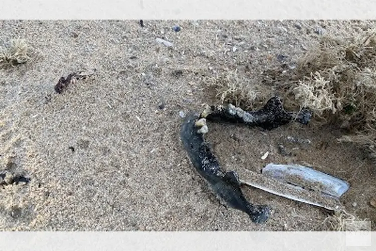 Archeologische vondst op strand Noordwijk