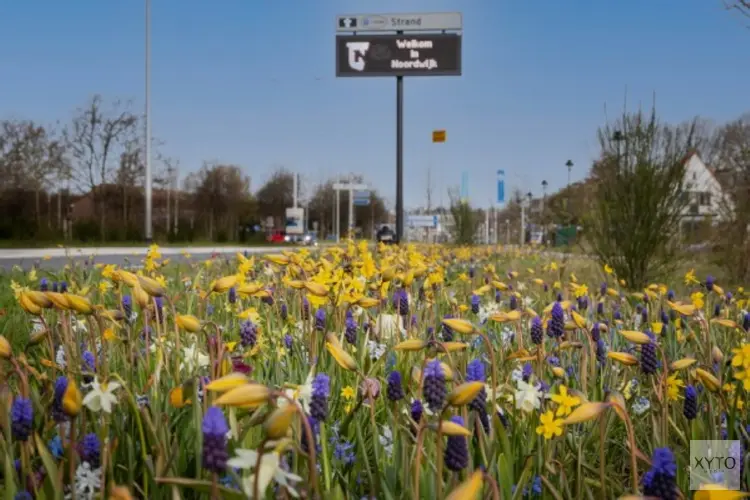 Noordwijk: een bloemrijke gemeente