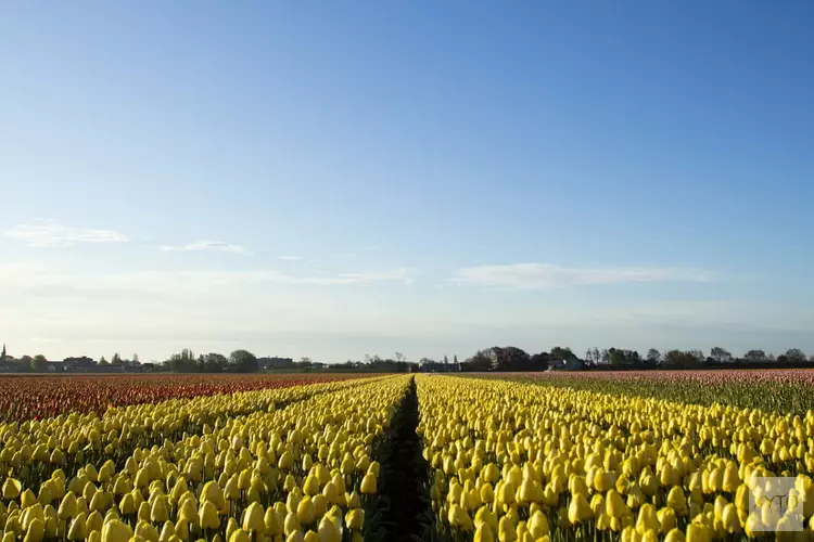 €20 miljoen voor bereikbaarheid Duin- en Bollenstreek